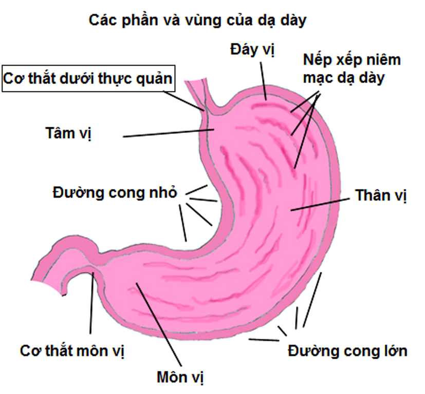 Co thắt tâm vị - Hình ảnh minh họa
